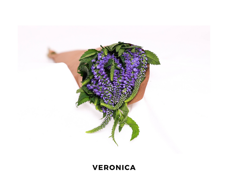 Veronica